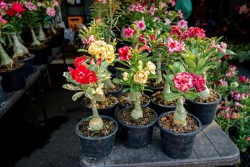 Desert Rose, Chuanchom, Impala lily, Pink bignonia, Mock Azalea, flower Adenium obesum, Dogbane Family, Apocynaceae