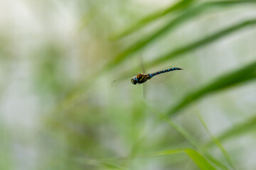 Flying Aeshna, (mosaic darner), a black, blue and green dragonfly