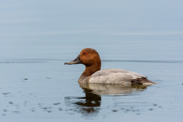 Close-up of male of the common pochard (Aythya ferina), brown and grey duck swimming in a pond
