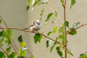 Obraz premium The long-tailed tit (Aegithalos caudatus, long-tailed bushtit) - small white passerine bird with long black tail 