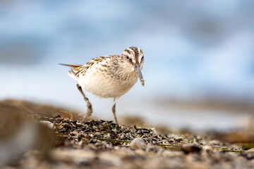 close-up of the broad-billed sandpiper (Calidris falcinellus) - a small wader (wading bird) - obrazy, fototapety, plakaty