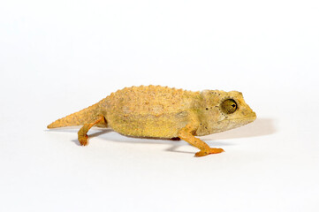 Bearded leaf chameleon // Tansania-Zwergchamäleon (Rieppeleon brevicaudatus / Rhampholeon brevicaudatus)