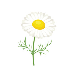 Chamomile plant isolated on white background. Vector cartoon flat illustration of daisy. Wildflower icon.