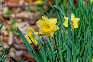 Daffodils in bloom closeup