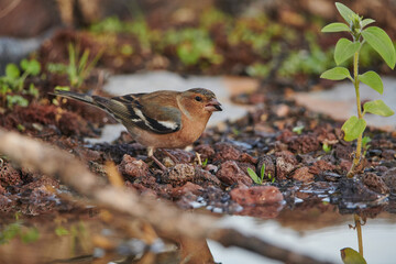 pinzón vulgar en el suelo del bosque (Fringilla coelebs) 