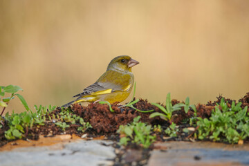 verderón europeo o verderón común​ (Chloris chloris)​ 