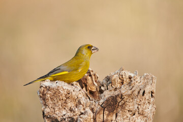 verderón europeo o verderón común​ (Chloris chloris)​ 