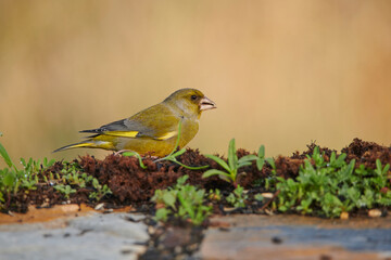 verderón europeo o verderón común​ (Chloris chloris)​ 