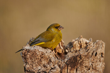 verderón europeo o verderón común​ (Chloris chloris)​ 