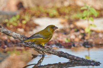 verderón europeo o verderón común​ (Chloris chloris)​ 