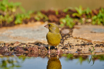 verderón europeo o verderón común​ (Chloris chloris)​ 