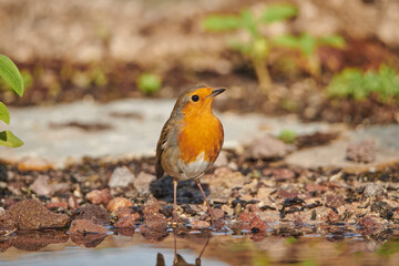 petirrojo europeo​ posado en el estanque (Erithacus rubecula)