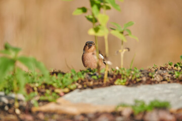 pinzón vulgar en el suelo del bosque (Fringilla coelebs) 