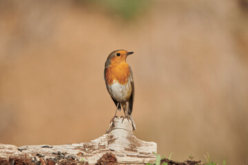 petirrojo europeo​ posado en un tronco (Erithacus rubecula)