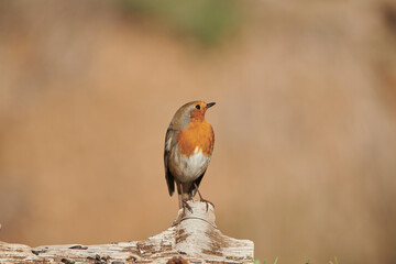 petirrojo europeo​ posado en un tronco (Erithacus rubecula)