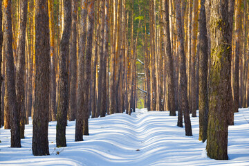 beautiful snowbound pine tree forest winter landscape