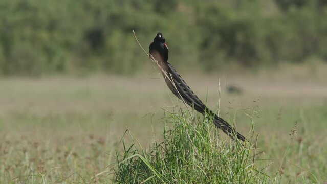 Long lens of a long-tailed widowbird (Euplectes progne) mating display from a long twig during the morning in Africa.