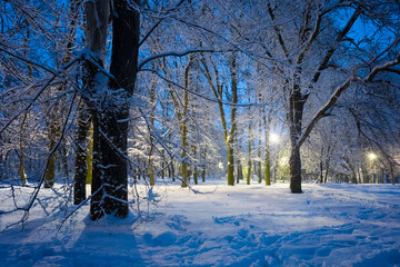 winter snowbound park at the night