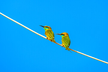 Green Bee Eater, family of Meropidae