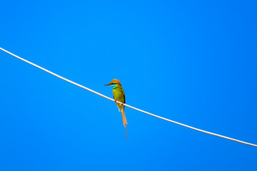 Green Bee Eater, family of Meropidae