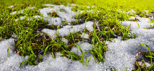 closeup fresh green grass covered by melting snow, beautiful spring natural scene