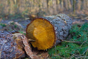 closeup pine tree trunk lie in forest