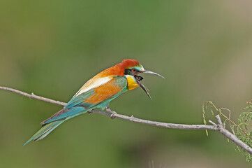 European Bee-eater, Merops apiaster on a branch with pellets in its mouth. Green background....