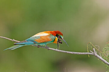 European Bee-eater, Merops apiaster on a branch with pellets in its mouth. Green background. Colourful birds.
