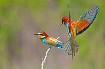 European Bee-eater, Merops apiaster, with wings spread. Green background. Colourful birds.