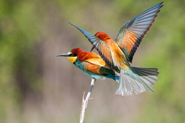 European Bee-eater, Merops apiaster, with wings spread. Green background. Colourful birds.