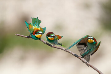European Bee-eaters, Merops apiaster on the branch. Green background. Colourful birds.