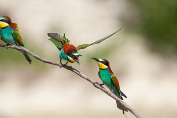 Fighting European Bee-eaters, Merops apiaster. Green background. Colourful birds.