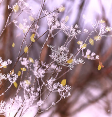 Frozen umbrella flowers with snow against a forest background.