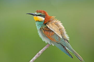 European Bee-eaters, Merops apiaster on the branch. Green background. Colourful birds.