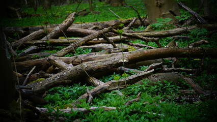 Obraz premium Natur, Wald, Berge