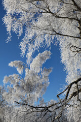 frosty winter landscape - Winterlandschaft mit Rauhreif