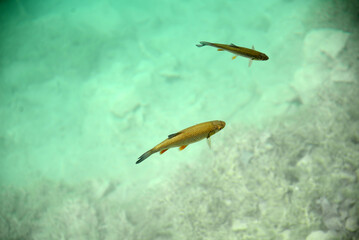 Forellen in einem See