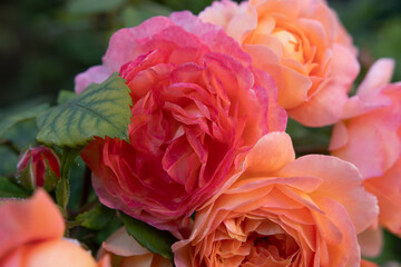amazing royal double pink-apricot color roses blossom in garden. close up shot.