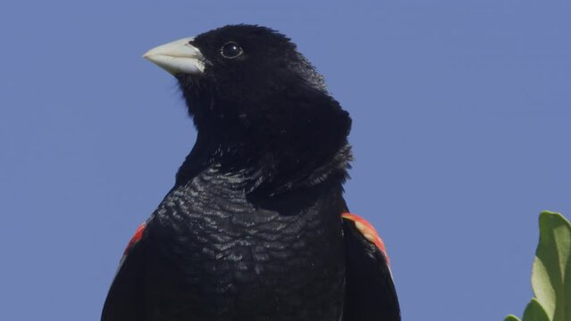 Close up of a long-tailed widowbird (Euplectes progne) flying on a tree top to make call sounds during the morning in Africa.