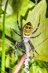 Female wasp spider in spider web, on green background. Habitat in Poland - global warming effect.
