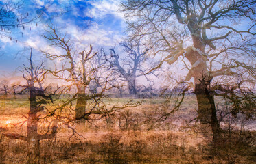 Old oaks. Dusk in Rogalin Landscape Park. Grazing meadows on the floodplains - Warta river valley. - obrazy, fototapety, plakaty