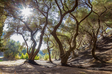 Olive grove, trees with twisted trunks, shadows and light play under the trees with dense...