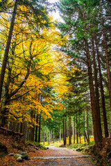 Autumn forest landscape, yellow leaves on the trees in autumn.