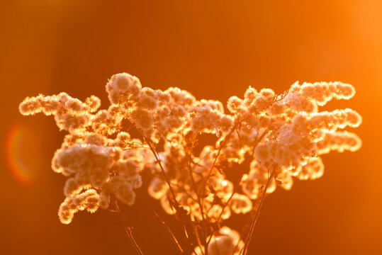 Beautiful dried wild wildflowers during sunset.