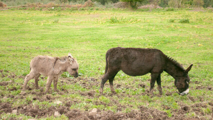 Burro y cría  en ladera de monte en Asturias