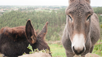 Fototapeta premium Burro gris junto a burro oscuro en ladera de monte en Asturias