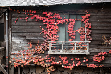 Rustic house window with red leaves