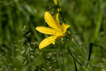 Long stamens of a blossoming meadow yellow lily (lat. Hemerocallis lilioasphodelus)
