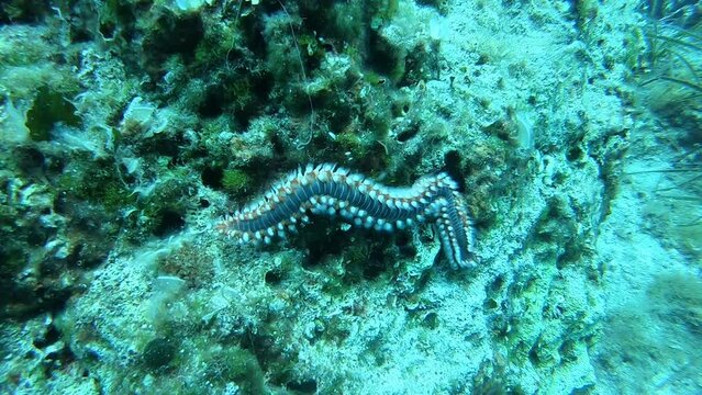 Fireworm at the bottom of the Adriatic sea near the island of Vis, Croatia