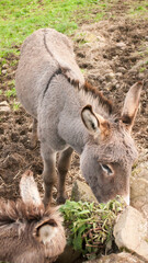 Fototapeta premium Burro gris en ladera de monte en Asturias